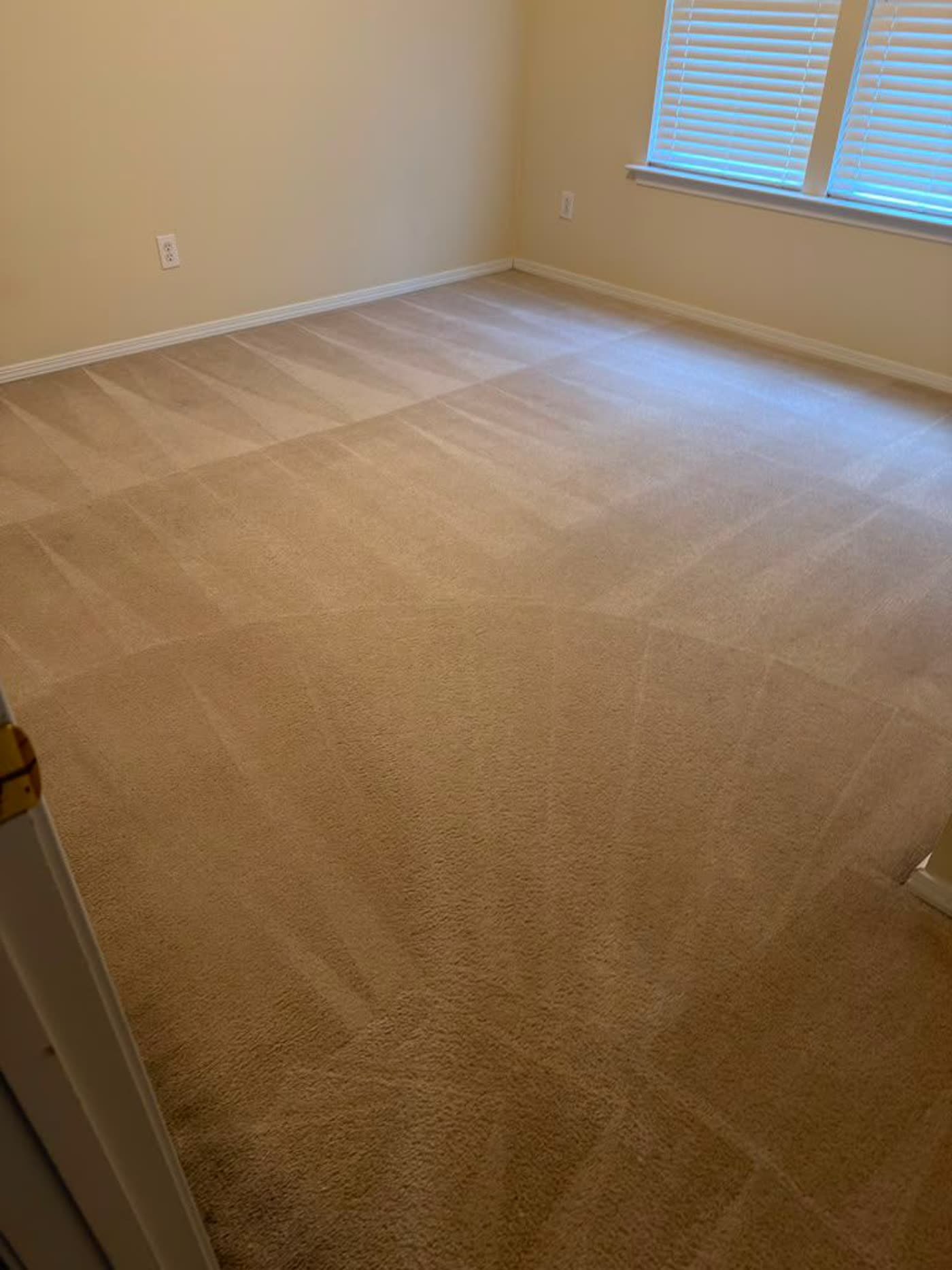 Bedroom carpet with fresh fan-pattern extraction lines after cleaning