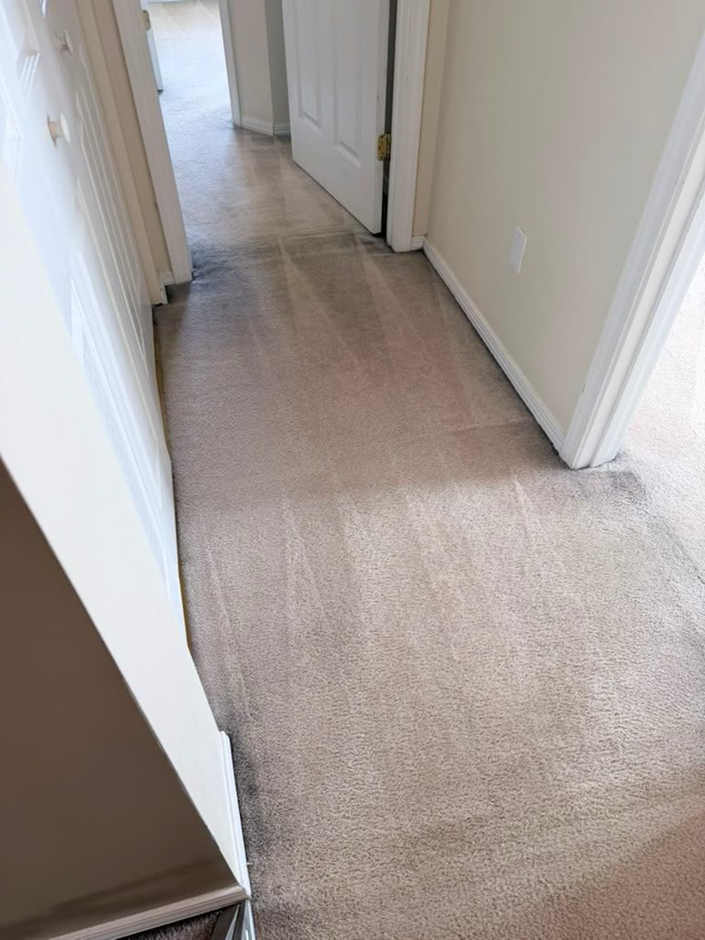 A hallway carpet freshly steam-cleaned end to end